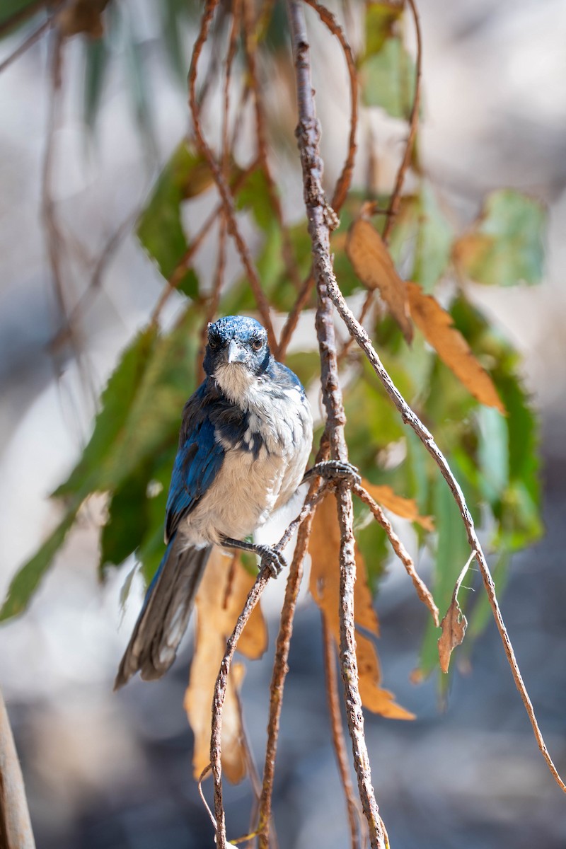 Island Scrub-Jay - ML643531206