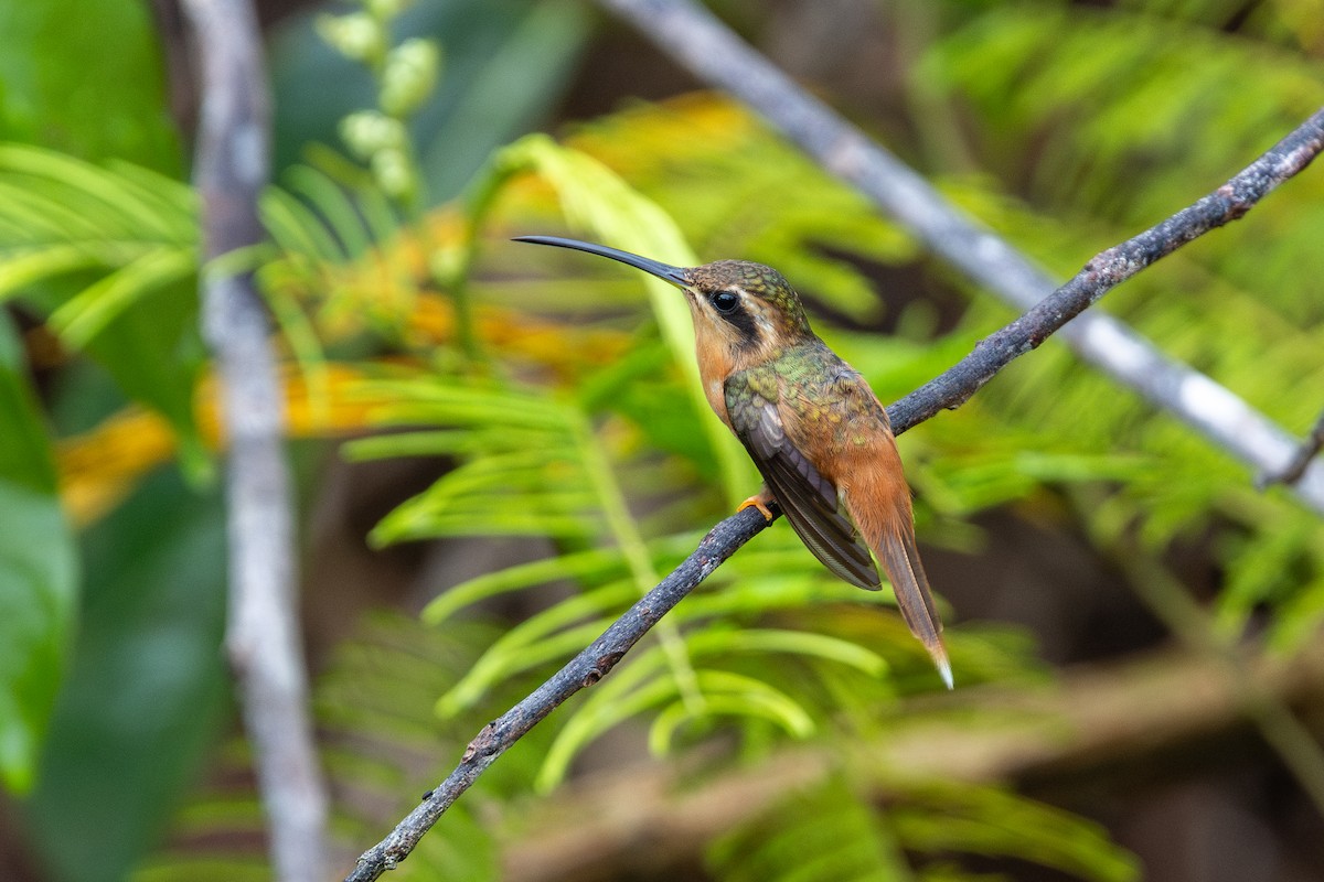 Rotschattenkolibri - ML643531221