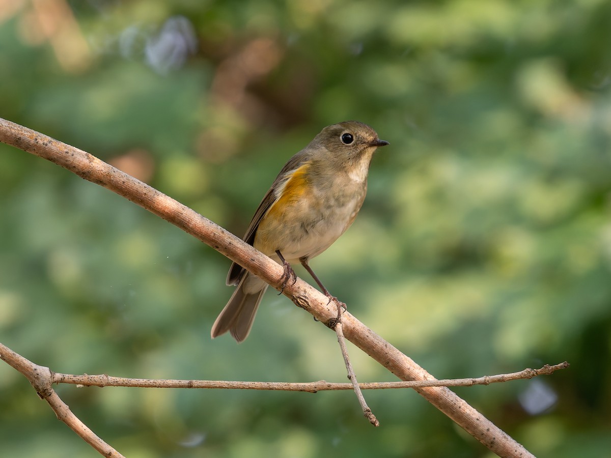 藍尾鴝 - ML643531222