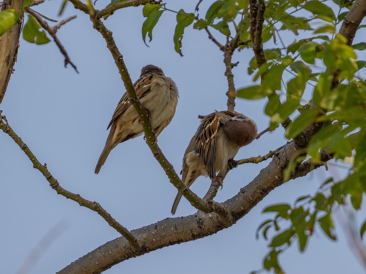 麻雀 - ML643531224