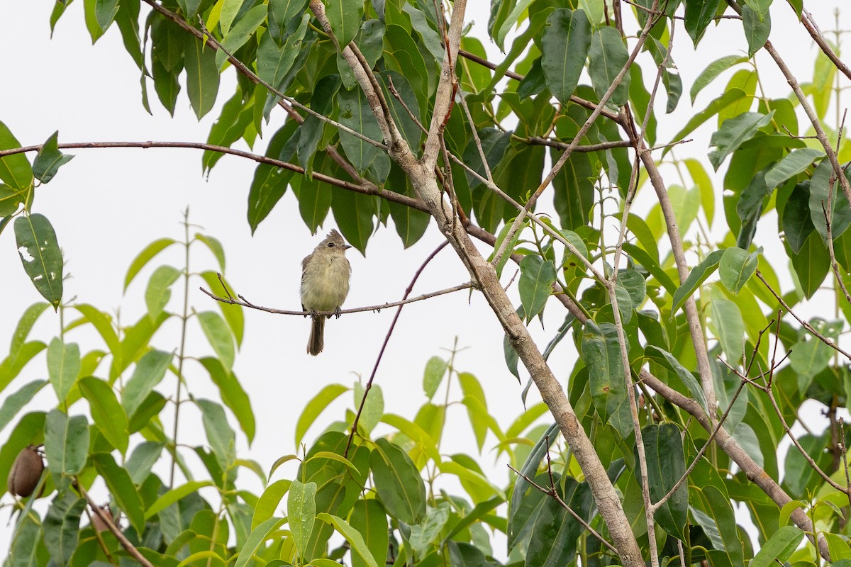 Plain-crested Elaenia - ML643531229