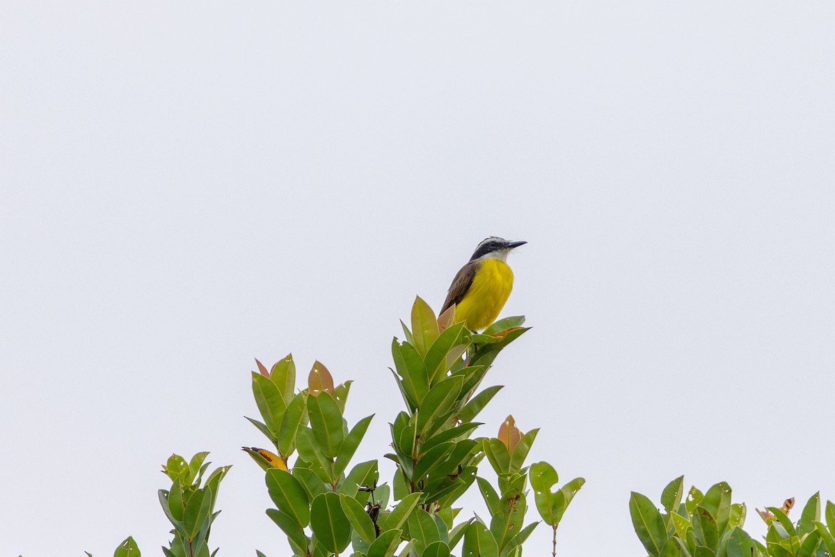 Lesser Kiskadee - ML643531231