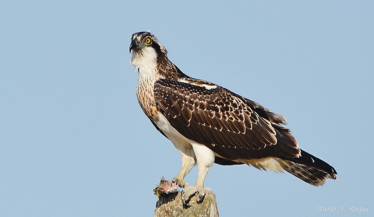 Balbuzard pêcheur - ML643531244