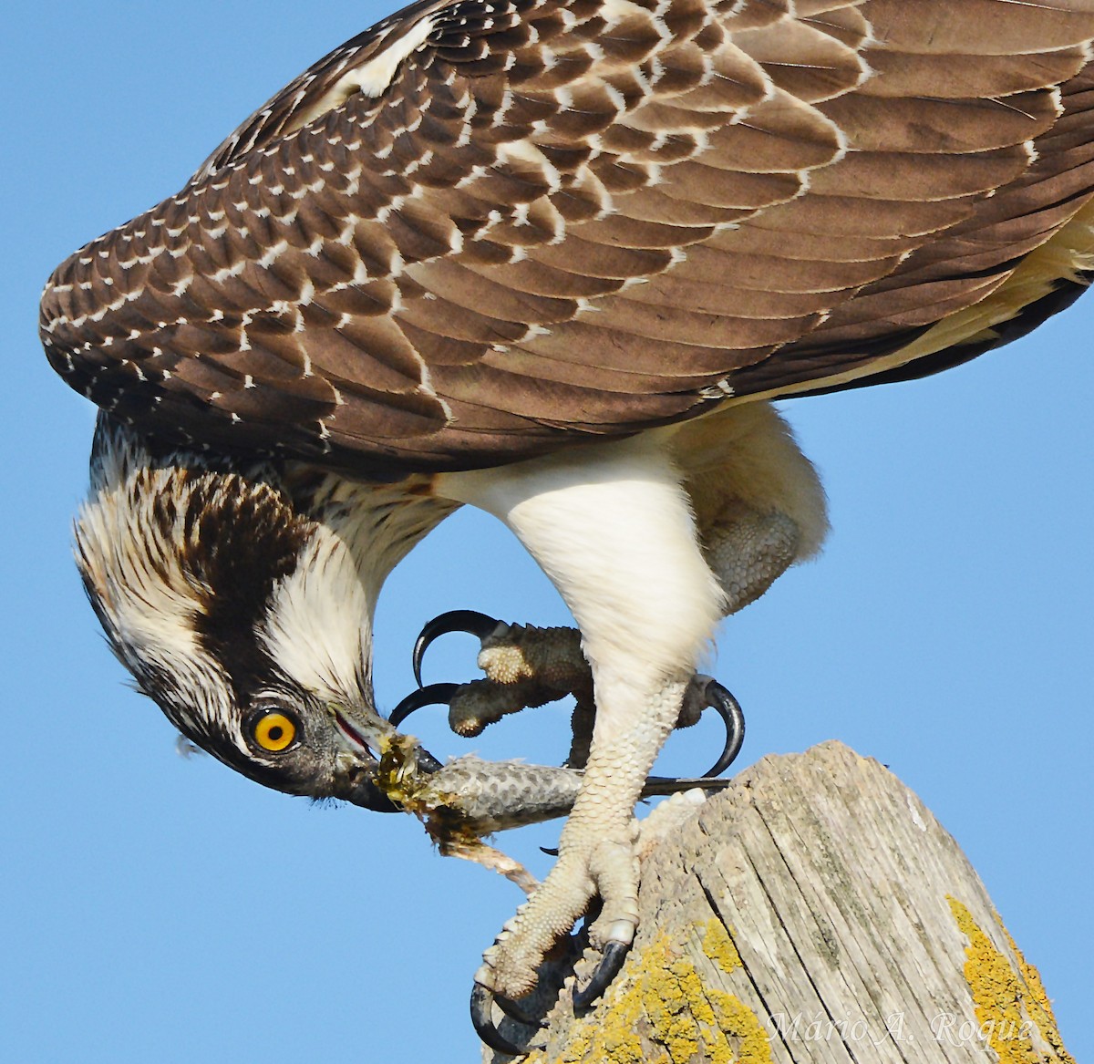 Balbuzard pêcheur - ML643531246