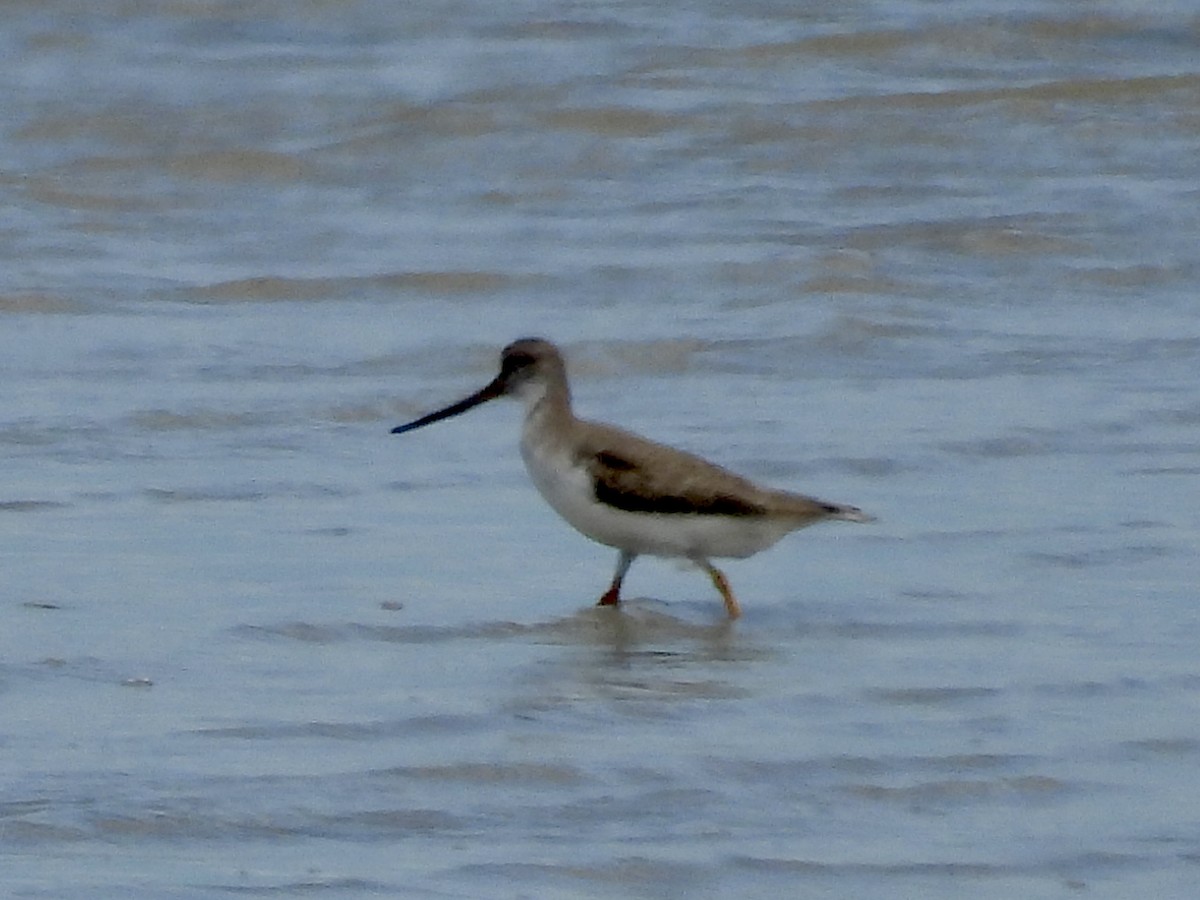 Terek Sandpiper - ML643531249
