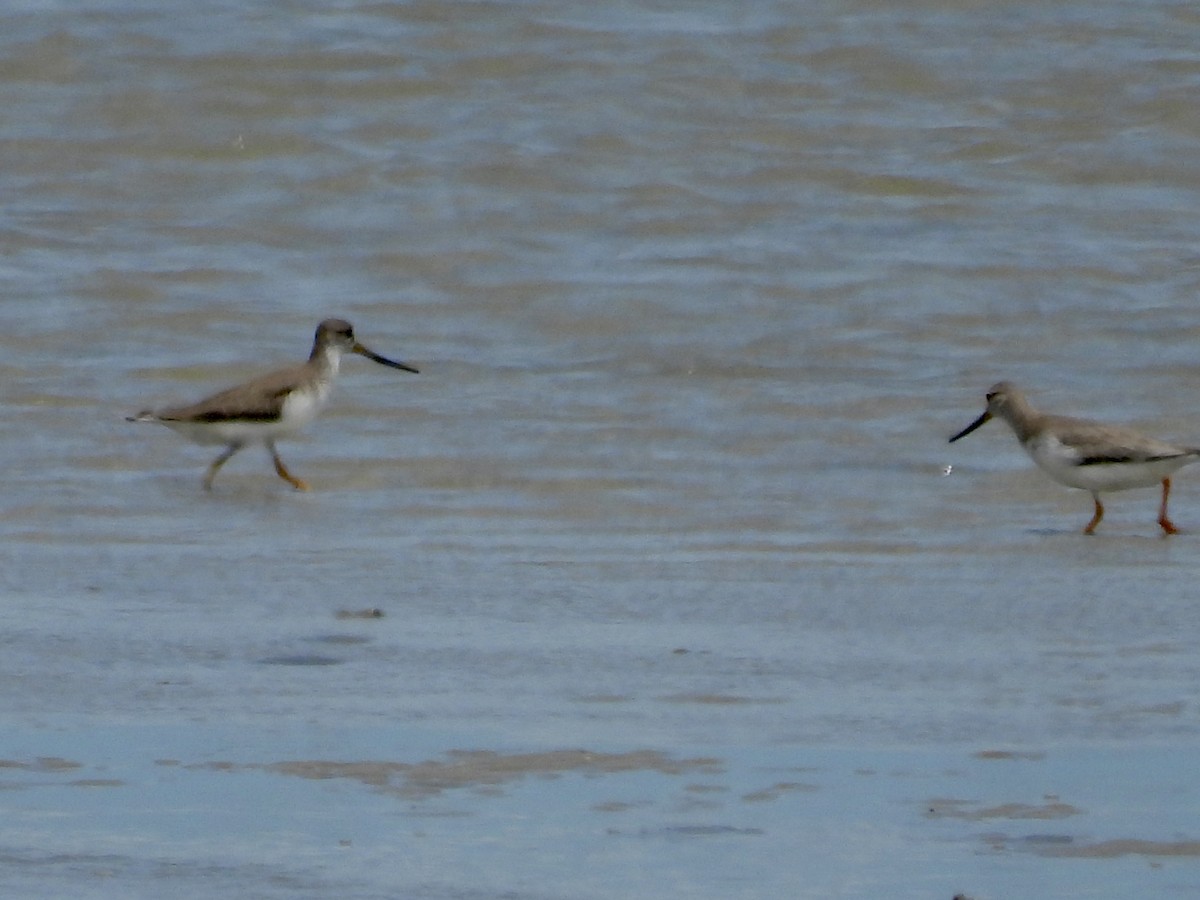 Terek Sandpiper - ML643531250