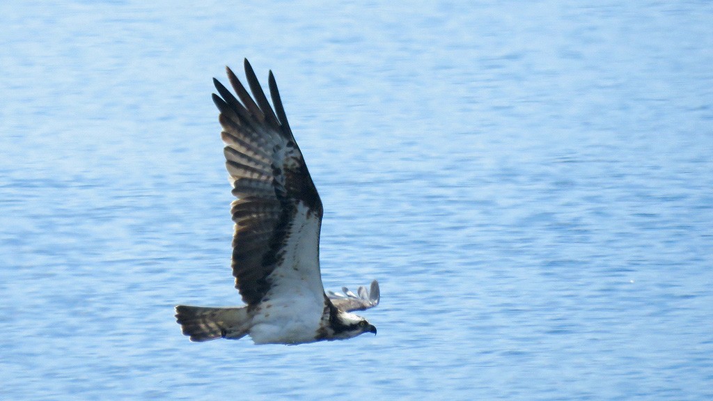 Balbuzard pêcheur - ML643531253
