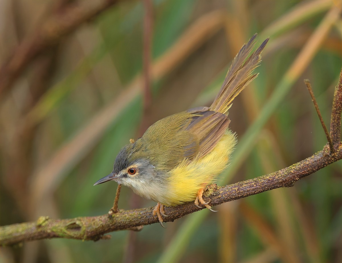 Prinia à ventre jaune - ML643531255