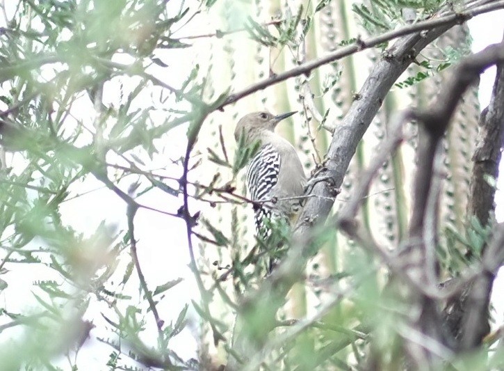 Gila Woodpecker - ML643531261