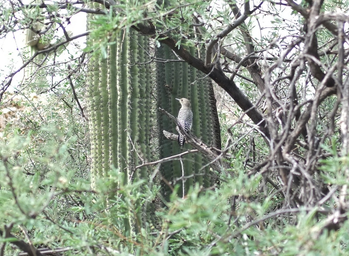 Gila Woodpecker - ML643531262