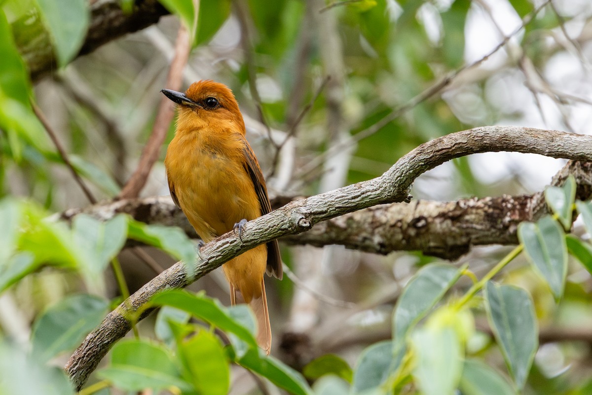 Cinnamon Attila - ML643531276