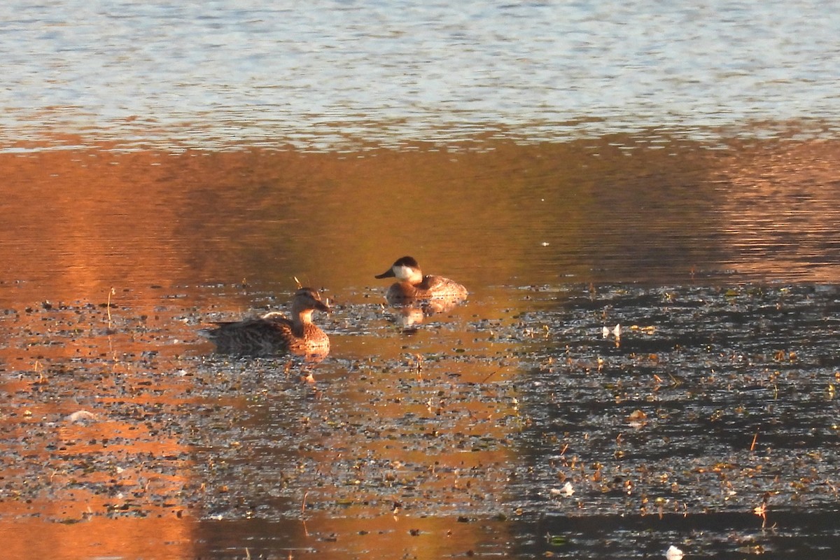 Ruddy Duck - ML643531281
