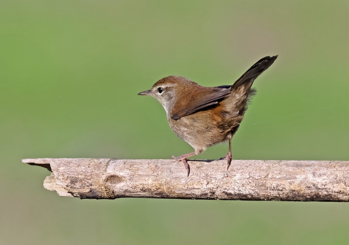 Bouscarle de Cetti - ML643531285