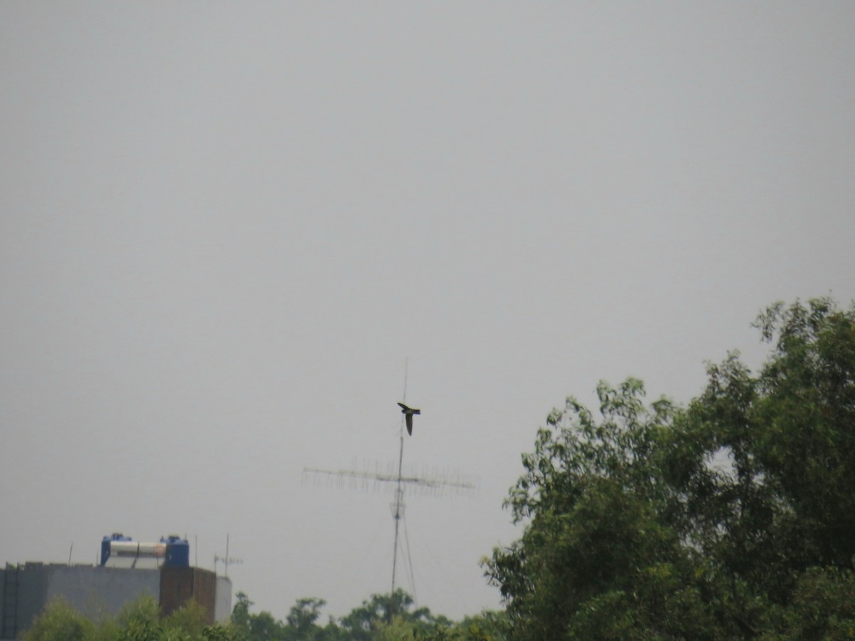 epidotsalangan - ML643531286