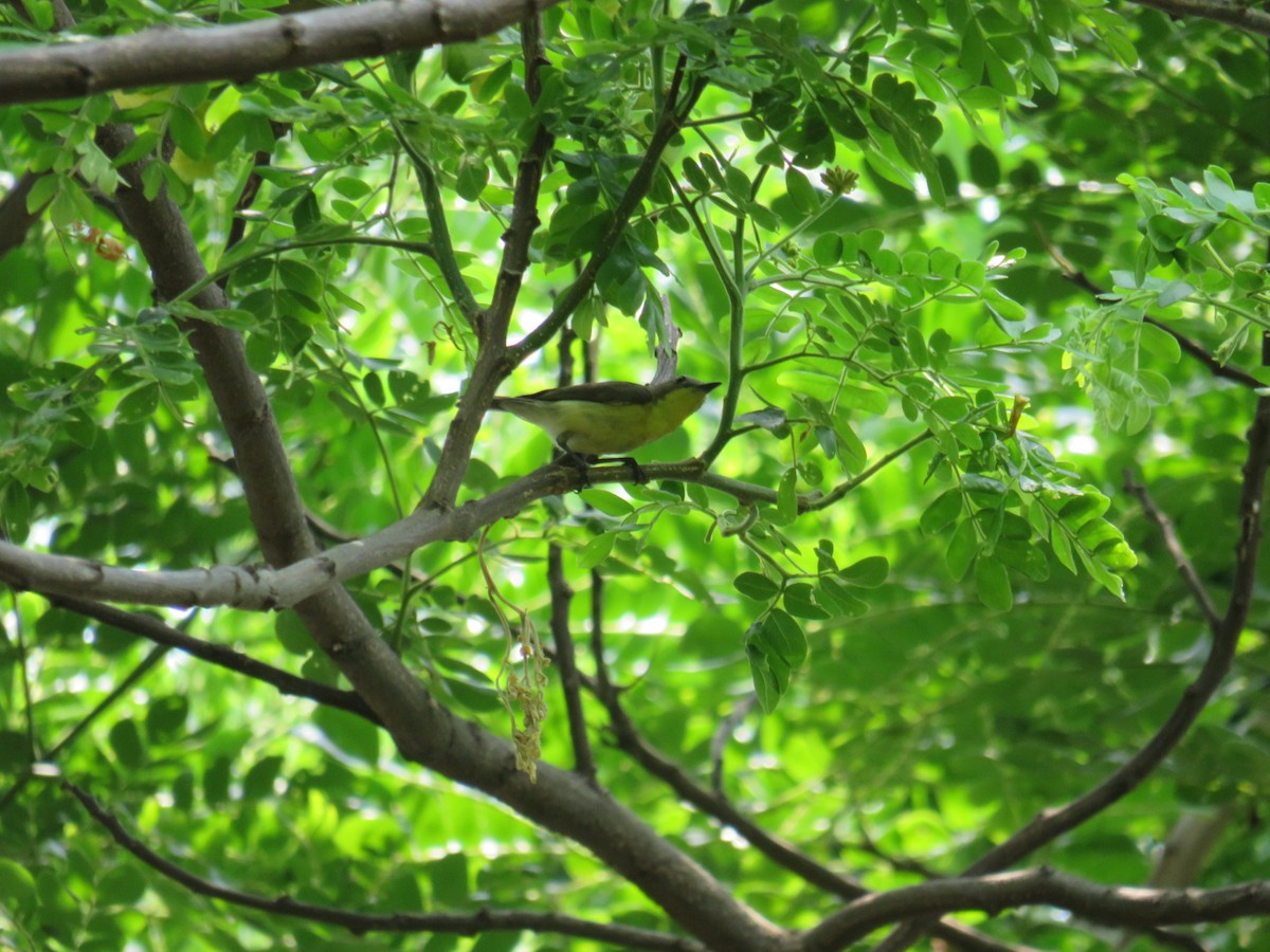 Golden-bellied Gerygone - ML643531287