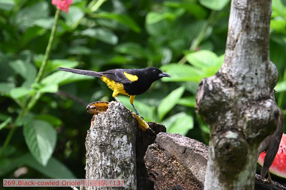 Black-cowled Oriole - ML643531302