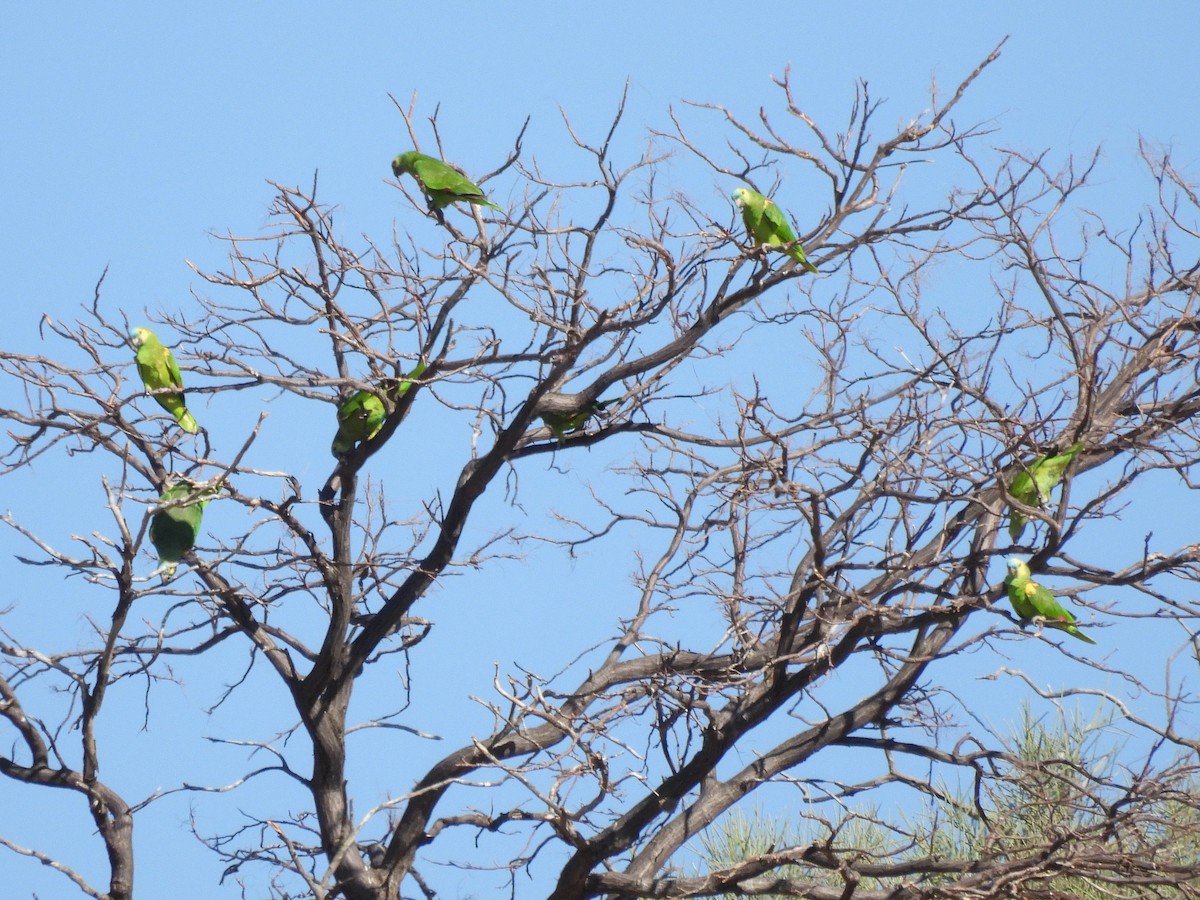 Amazona Frentiazul - ML643531308