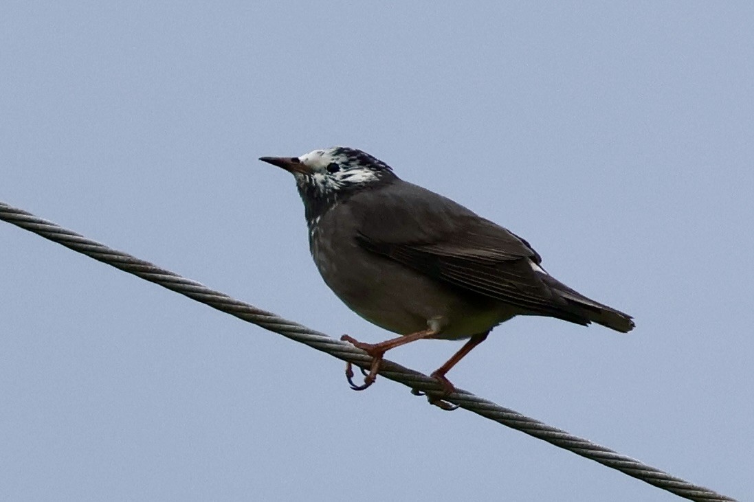 Étourneau gris - ML643531310