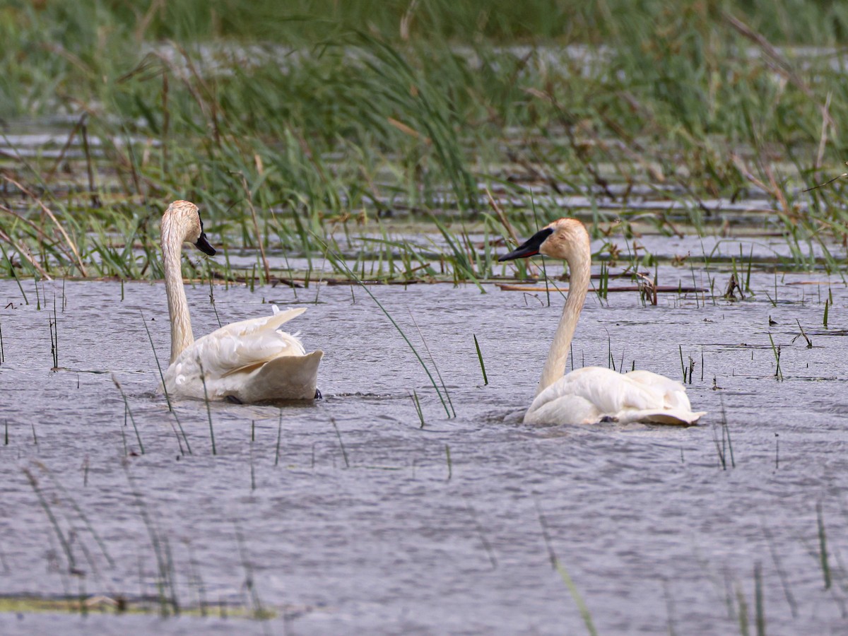 Trumpeter Swan - ML643531315