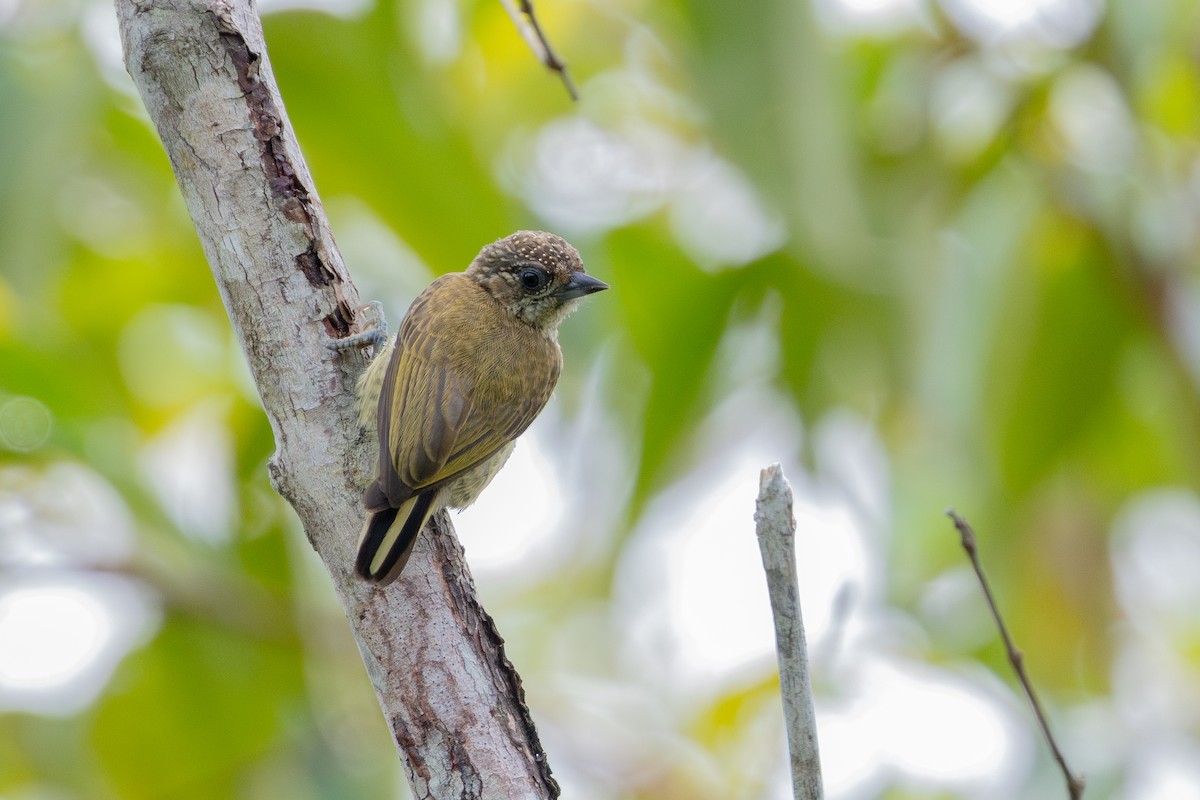 Goldstirn-Zwergspecht - ML643531328