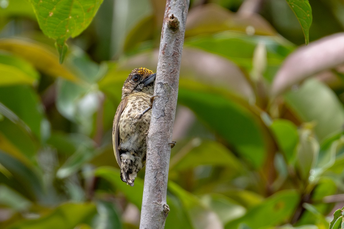 Goldstirn-Zwergspecht - ML643531329