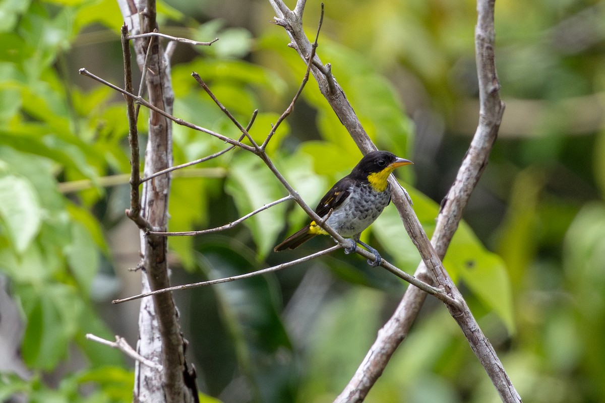 Yellow-backed Tanager - ML643531330