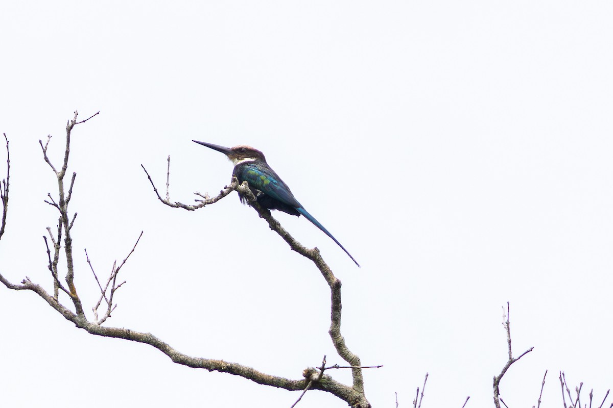 Paradise Jacamar - ML643531331