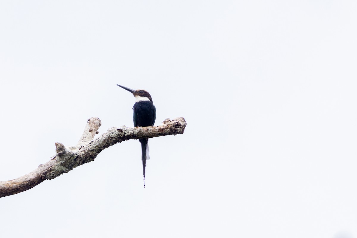 Paradise Jacamar - ML643531332