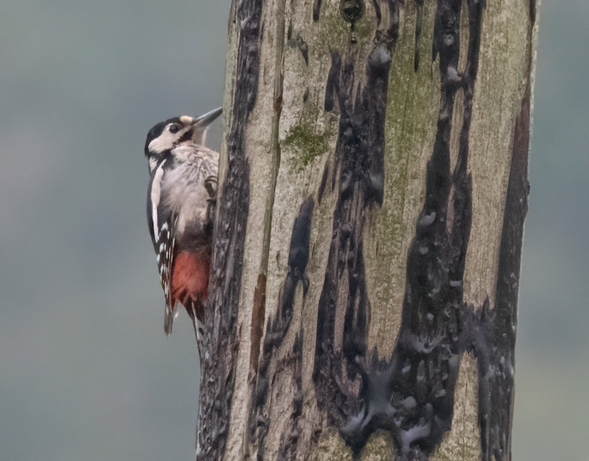 アカゲラ - ML643531347