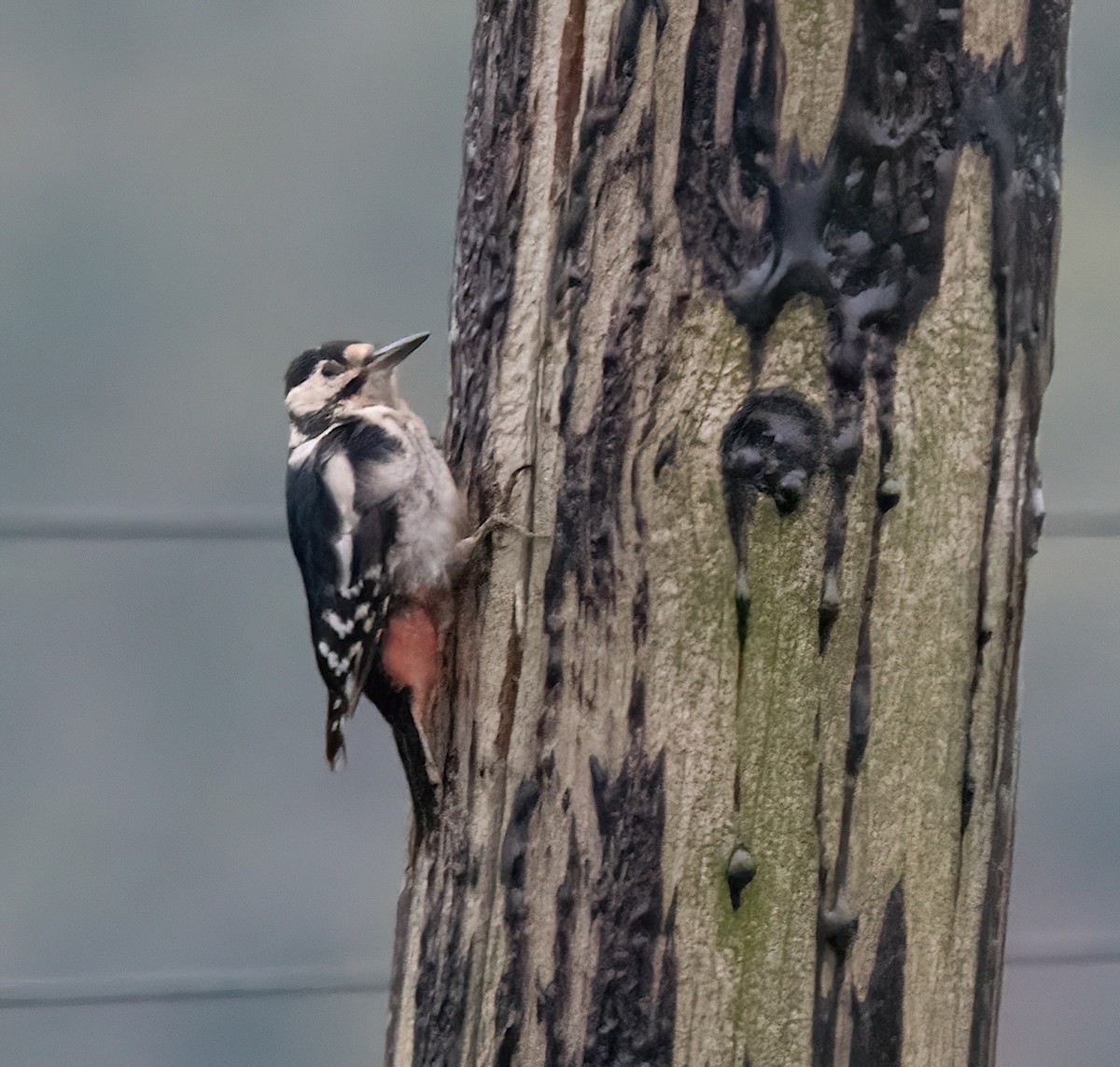 アカゲラ - ML643531348
