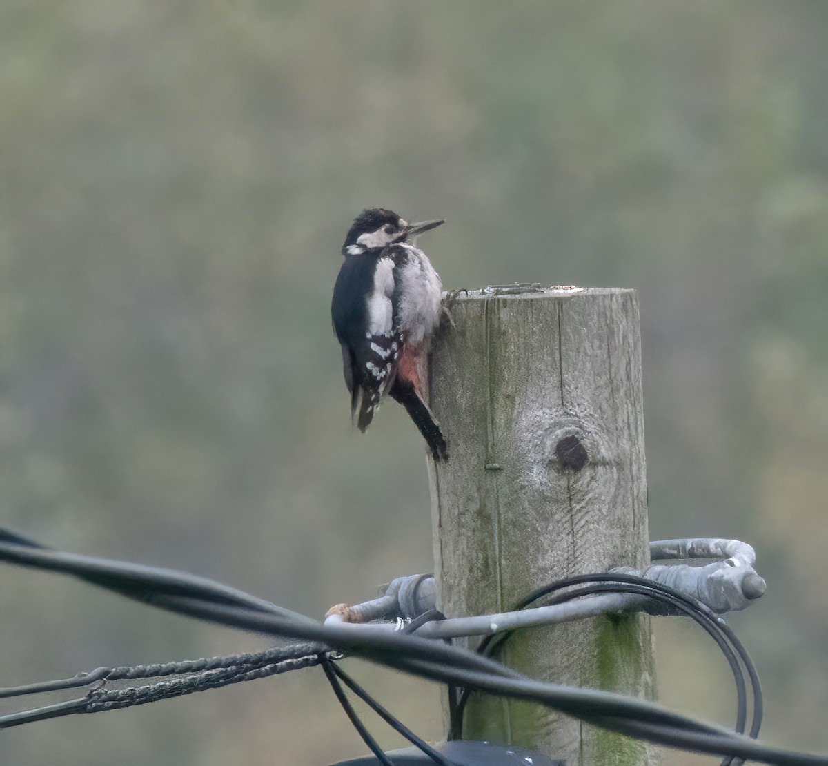 アカゲラ - ML643531351