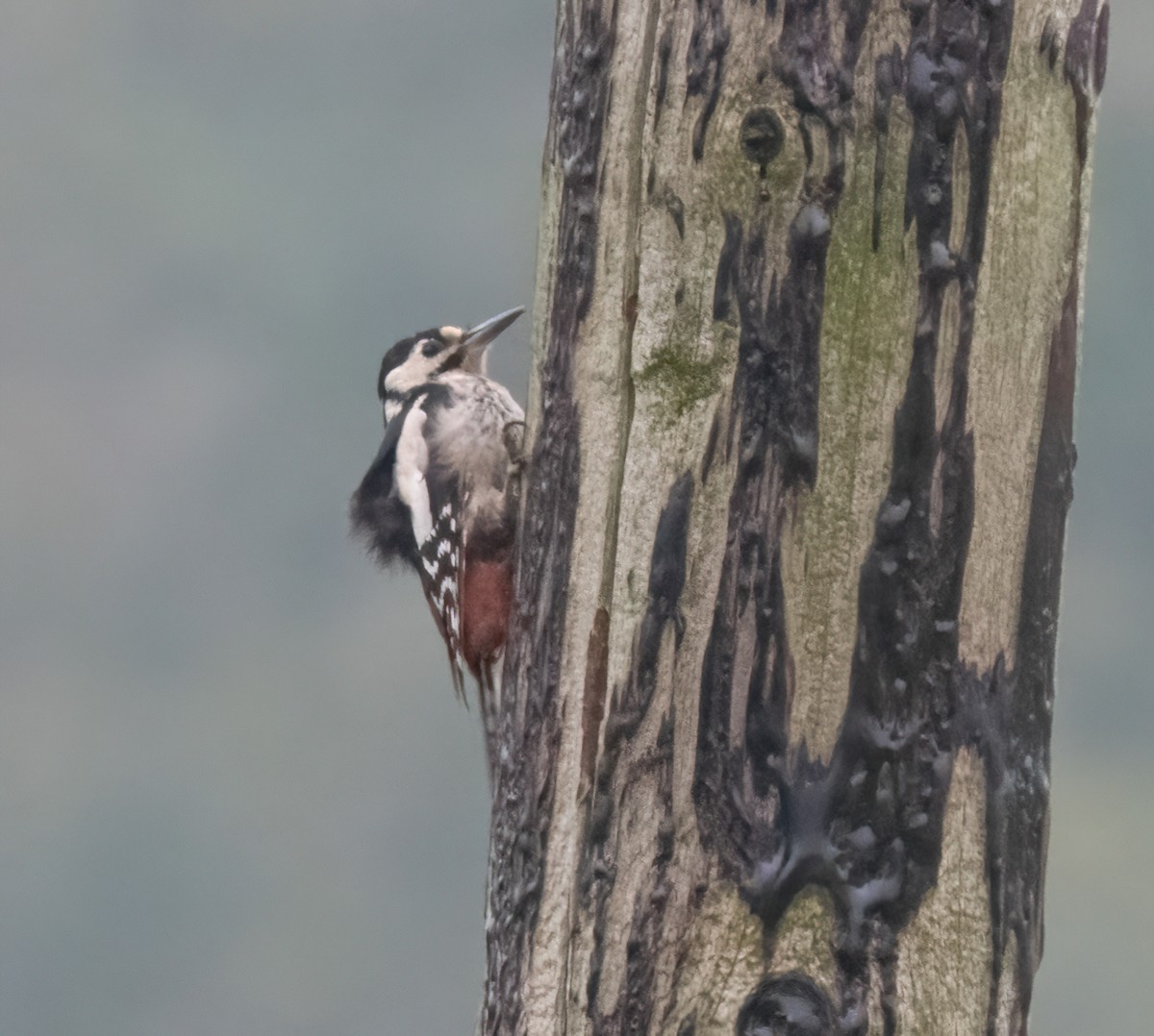 アカゲラ - ML643531353