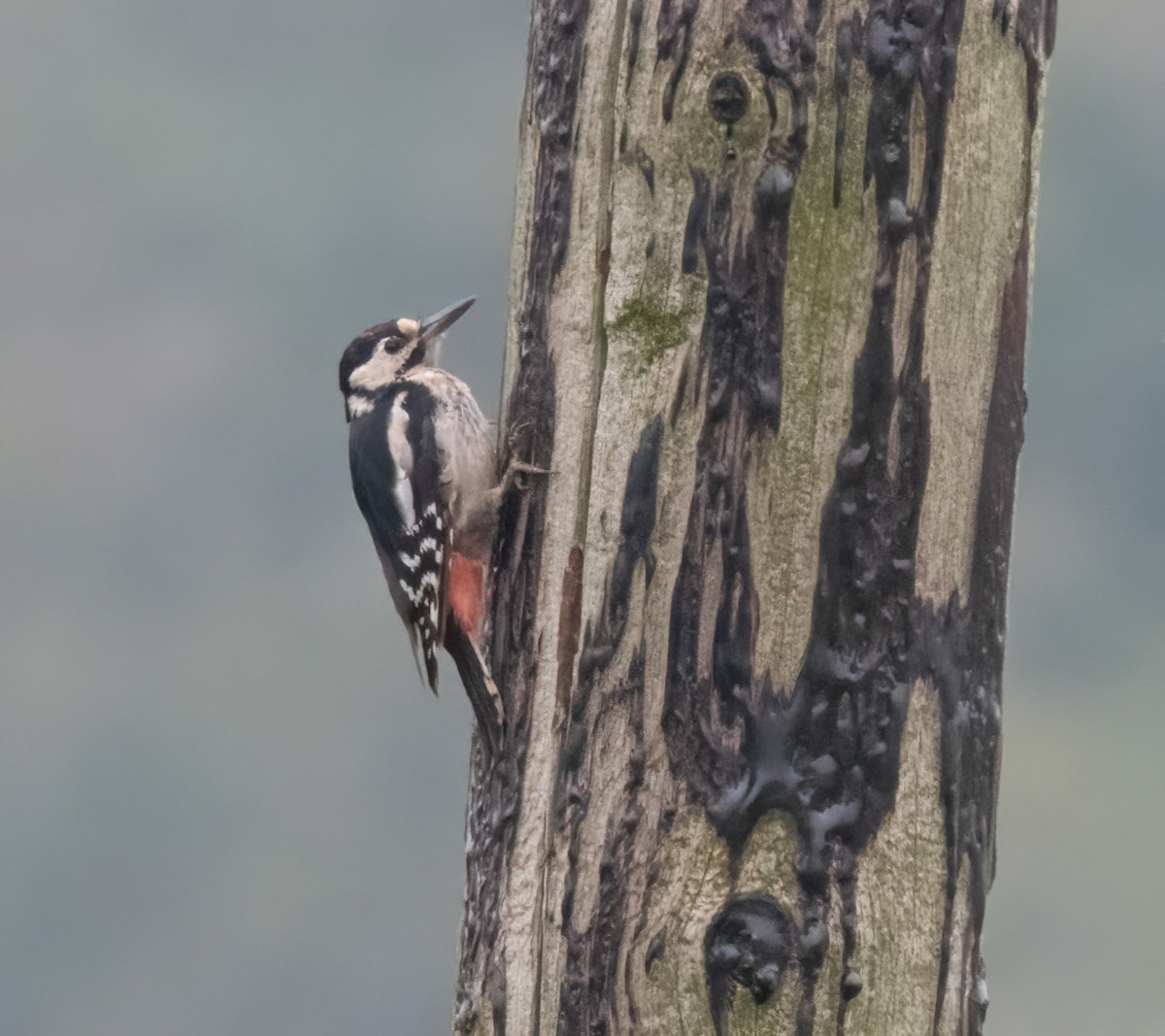 アカゲラ - ML643531354