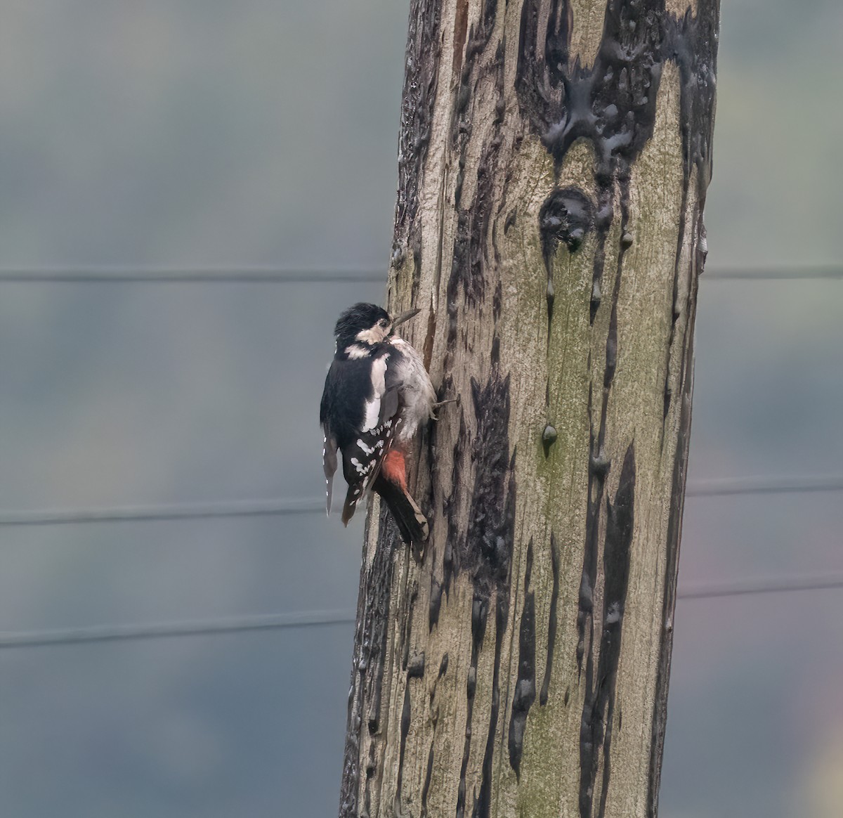 アカゲラ - ML643531355