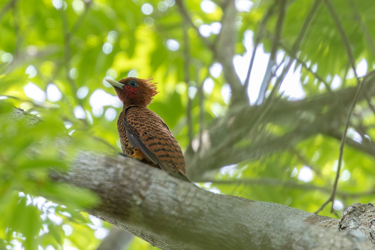 Waved Woodpecker - ML643531357