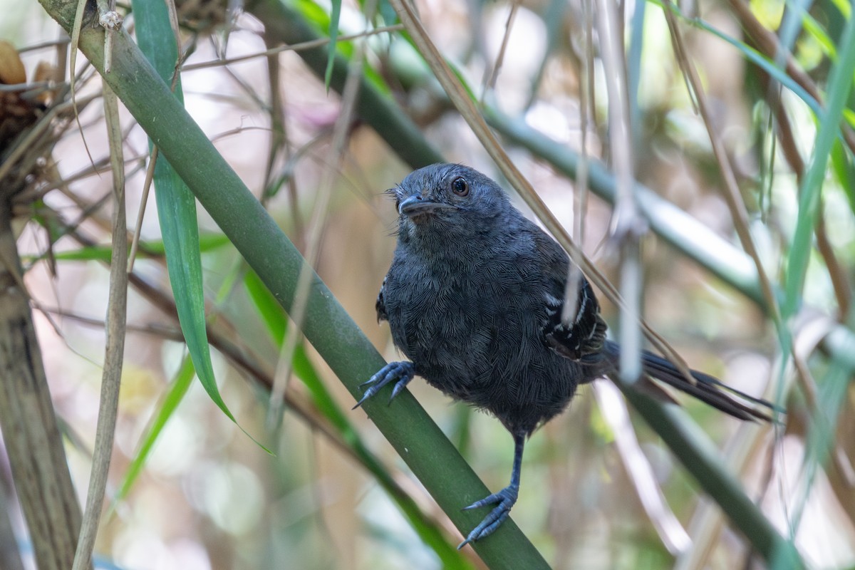 Manu Antbird - ML643531359