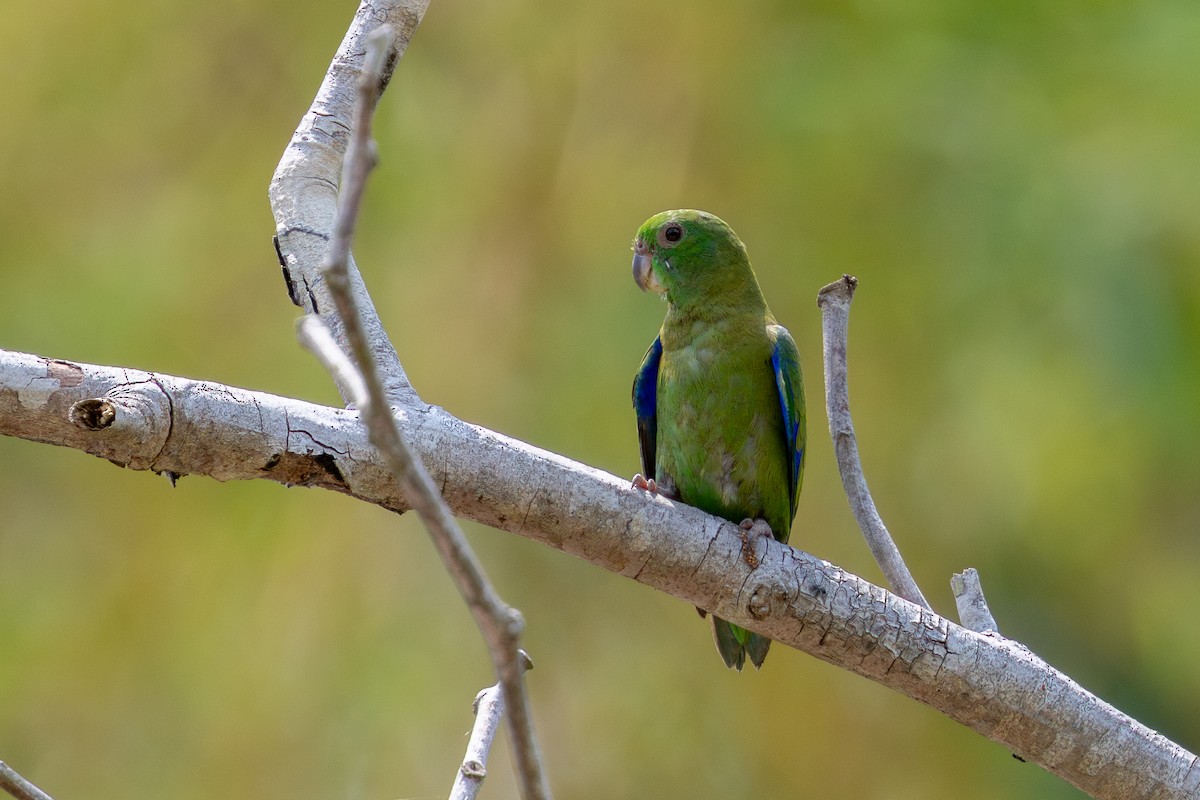 Dusky-billed Parrotlet - ML643531367