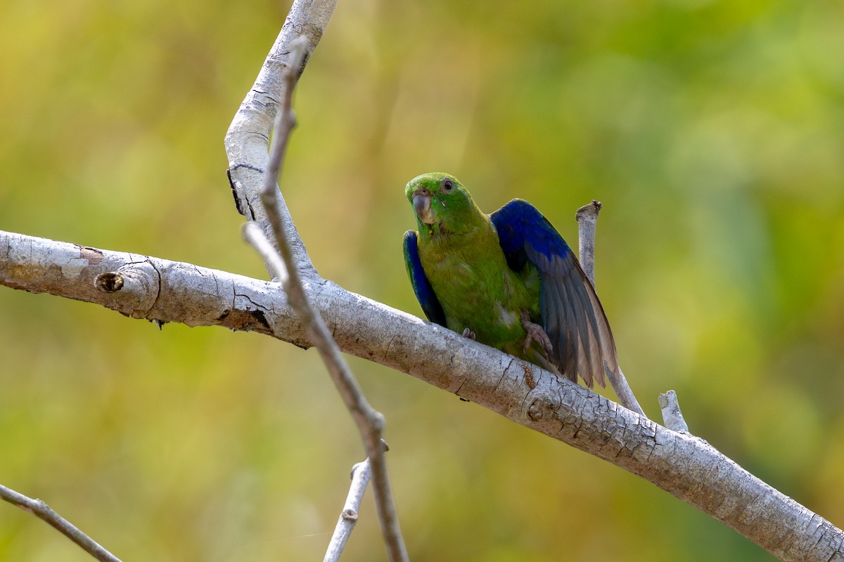 Dusky-billed Parrotlet - ML643531368