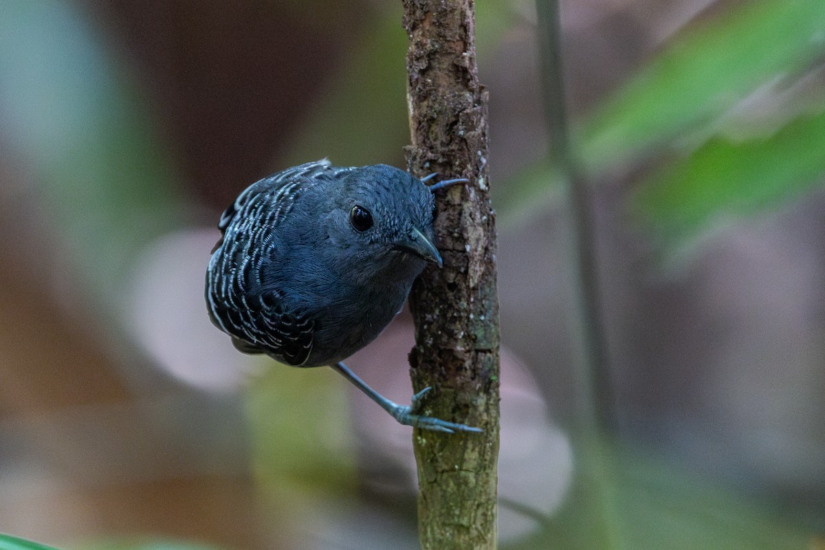 Common Scale-backed Antbird - ML643531377