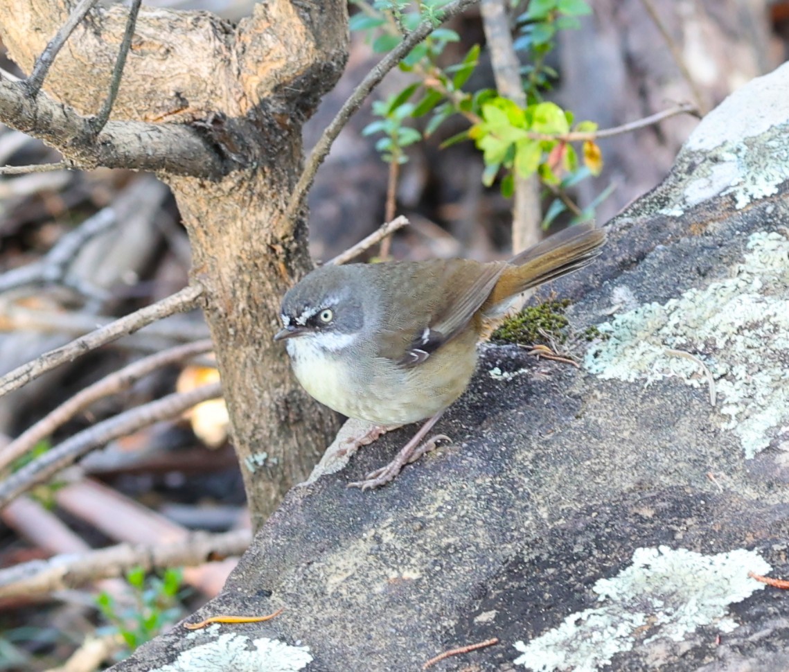 White-browed Scrubwren (White-browed) - ML643531382