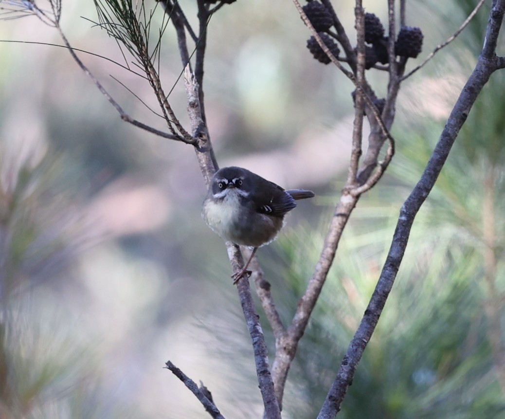 White-browed Scrubwren (White-browed) - ML643531386