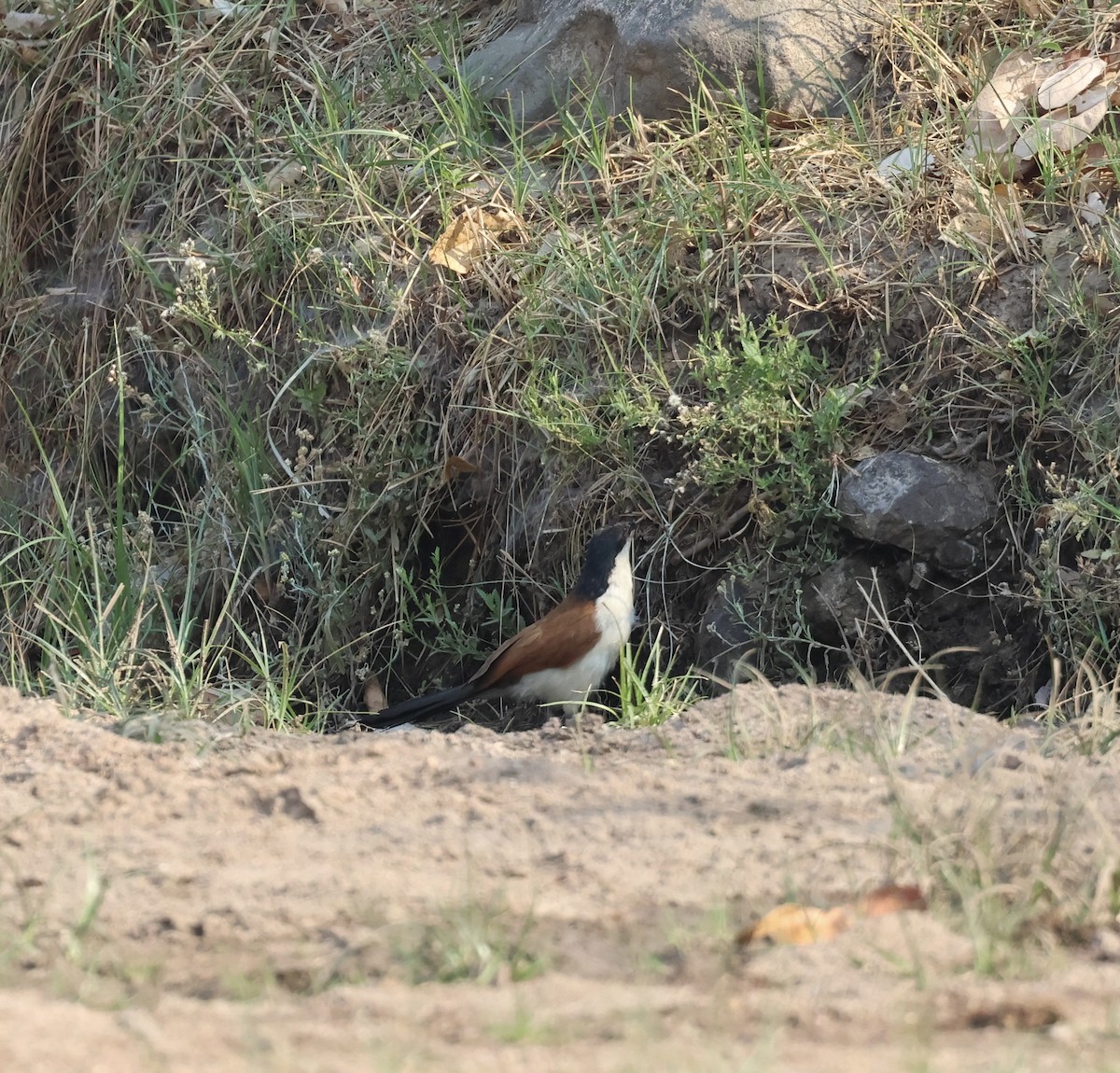 セネガルバンケン - ML643531396