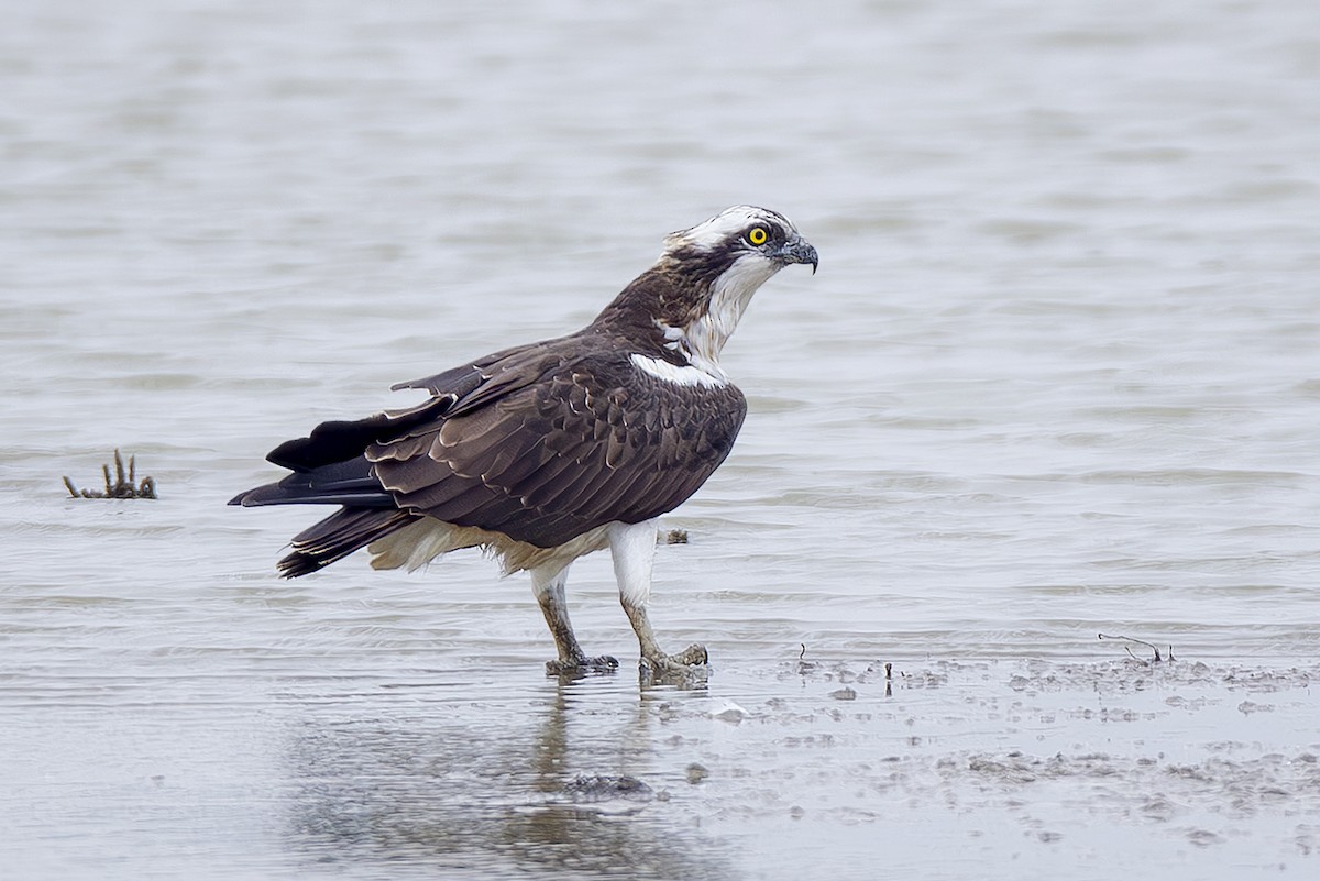 Balbuzard pêcheur (haliaetus) - ML643531404