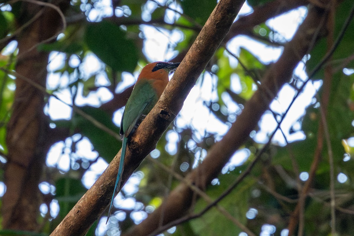 Broad-billed Motmot - ML643531409