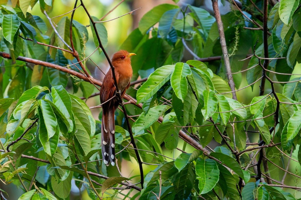 Little Cuckoo - ML643531410