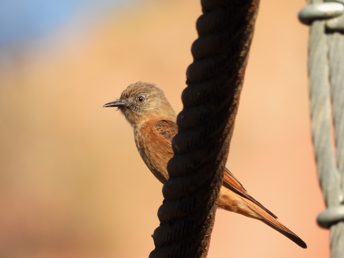 Cliff Flycatcher - ML643531412