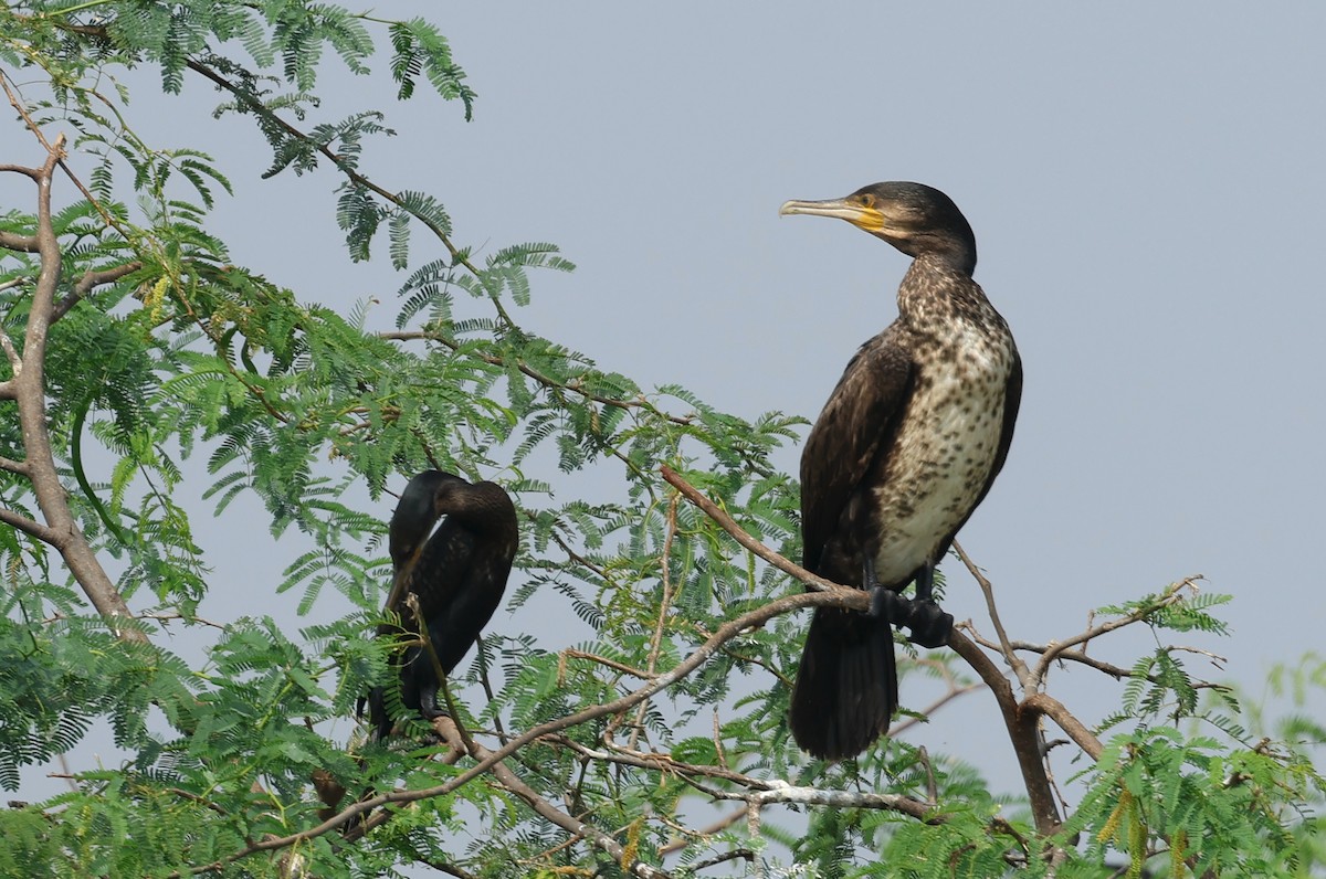 Grand Cormoran - ML643531414