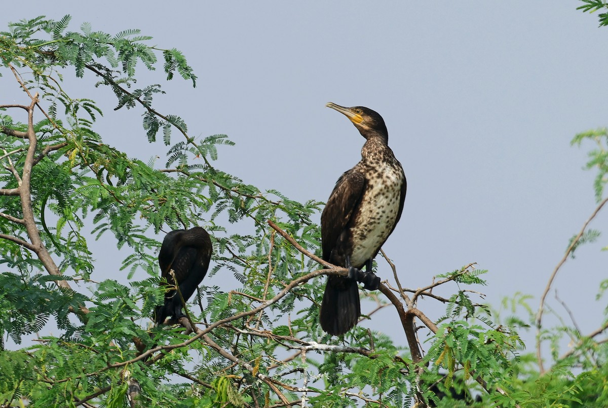 Grand Cormoran - ML643531415