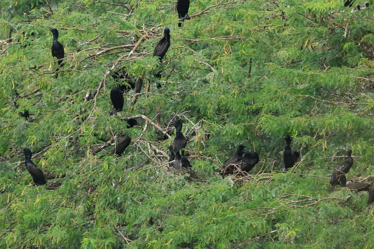 Cormoran à cou brun - ML643531416