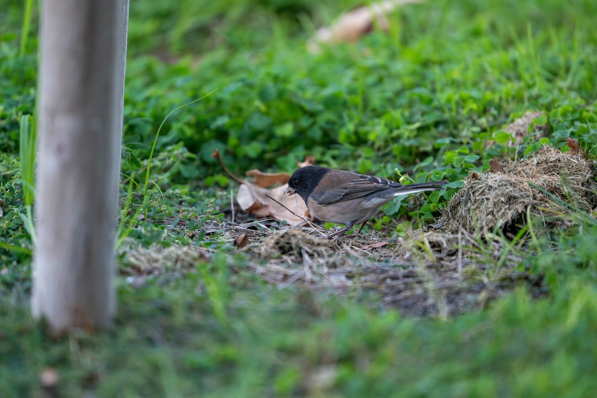 Dark-eyed Junco - ML643531417